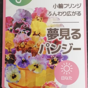 夢見るパンジー・ハッピーシェード★★小さなフリルが沢山開花★★９センチポット苗