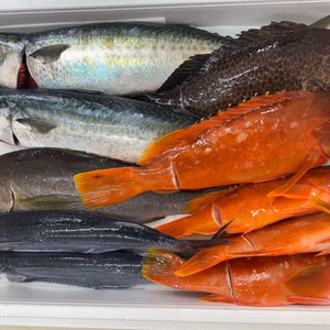 朝どれ6キロセット！！漁師直送