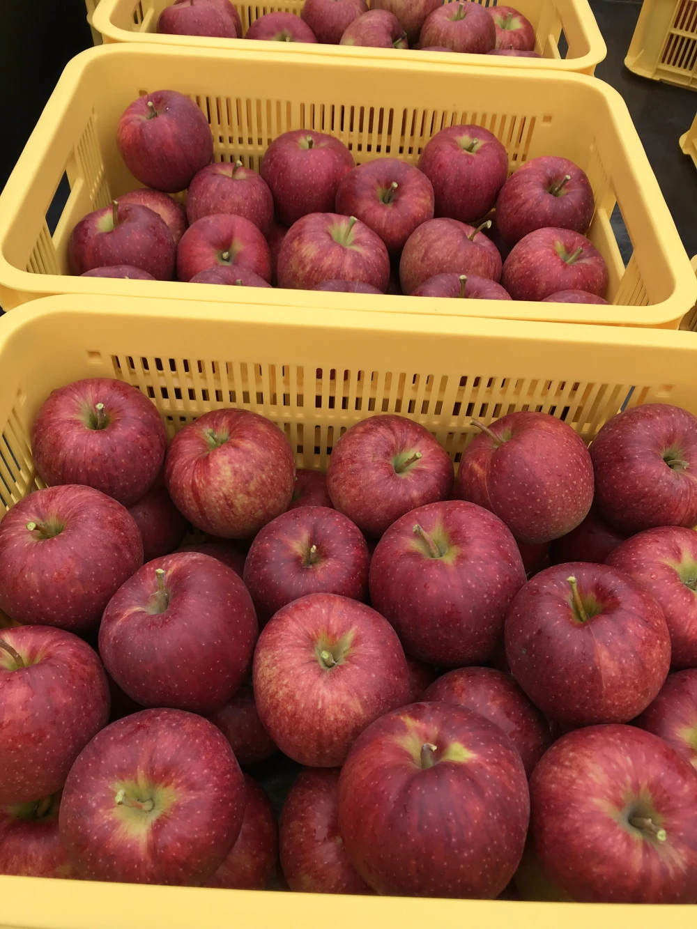 酸味のあるりんごがお好きな方に！ジョナゴールド 【家庭用】【傷あり】