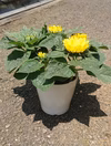 【NEW】　ヒマワリ 5号サイズ 何色が咲くかお楽しみ〜