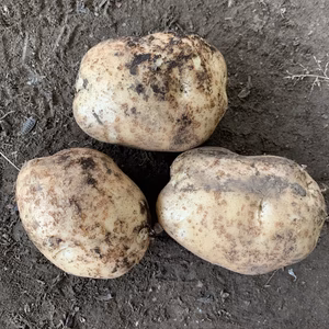 【訳あってお買い得】宮崎県綾町産 ホクホクじゃがいも！