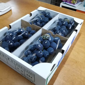 種あり巨峰　4P入り箱(家庭用)