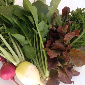 おすすめ旬の野菜セット 週１回 クール便　農薬・化学肥料・動物性堆肥不使用 