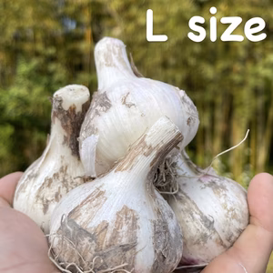採れたて！幻の生にんにくLサイズ【さかした農園】