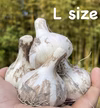 採れたて！幻の生にんにくLサイズ【さかした農園】