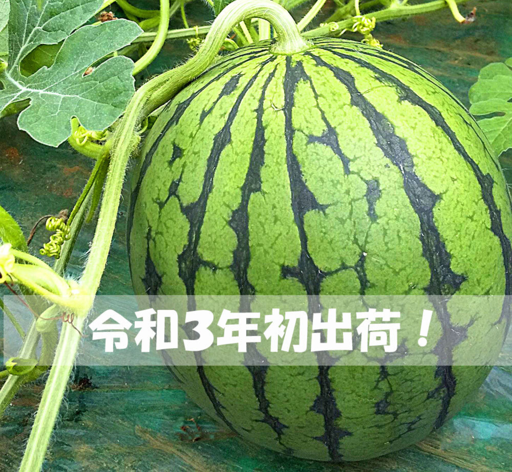 贈答用 厳選100プレミアム球 甘さに自信あり シャリじゅるっ 小玉スイカ 農家漁師から産地直送の通販 ポケットマルシェ