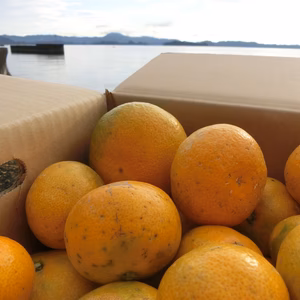 早生ミカン5ｋｇ家庭用大小混み