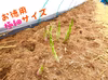 極細！アスパラマルのアスパラガス