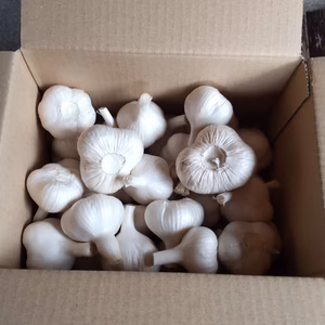 青森ホワイトにんにく　農家直送お買得 [3キロ]