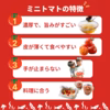 【大粒】食べ応え抜群！出汁を与えた超濃厚大粒ミニトマト　出汁推し実