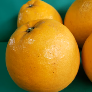 おりた様専用　河内晩柑３キロ　家庭用清見4㌔