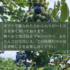 【順次発送】完熟大粒ブルーベリー　ベリーナサファイア
