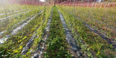 毎年繰り返されるただの草取りの話（アピオス）