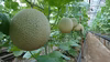 足守メロン　アールスメロン 1玉 Lｻｲｽﾞ