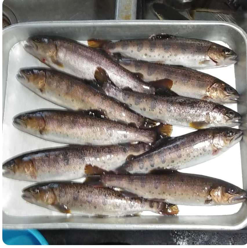 魚介類の産直通販・お取り寄せ商品｜ポケットマルシェ｜産地直送で旬の食材が生産者(農家・漁師)から届く