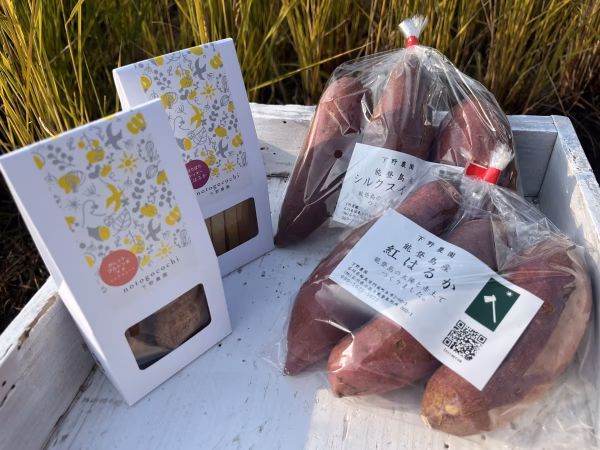 能登島下野農園さつまいもお試しセット！紅はるか/シルクスイート食べ比べ♪