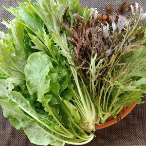 サラダにいかがですか？農園はなうたの葉野菜セット