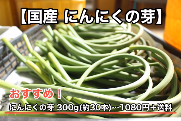 【今が旬】 国産 にんにくの芽【数量限定】