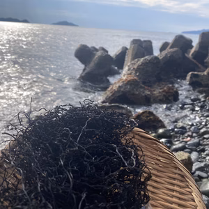【新物できました！】福岡県産 玄界灘の荒波育ち 天然乾燥ひじき 無くなり次第終了