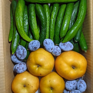 キュウリと梨とプルーン