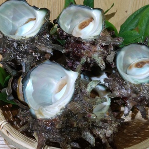 壱岐産　サザエ（大）8個　1.2kg