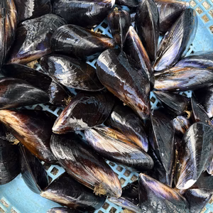 ムール貝 中&大サイズ✨(日付指定可)