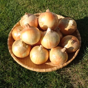 【2Lサイズ以上】地元でも美味しいと好評！！淡路島のたまねぎ！