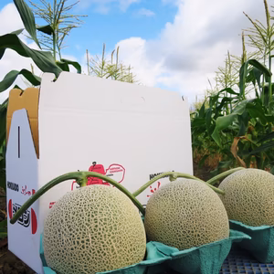 松本メロン農園の【赤肉】富良野メロン（3玉入り）