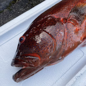 【魚突き】傷ありスジアラ2.7kg 鱗、内臓処理済