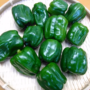 肉厚のピーマン　農薬不使用（無農薬）栽培