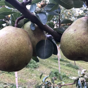 安野農園のこだわり『高級大玉ラ、フランス』化粧箱5〜9玉3キロ箱