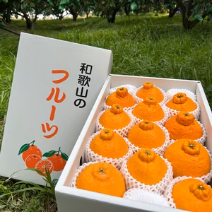 【濃厚の極致】樹上超完熟 不知火｜五感に響く、濃密な甘み（大玉12〜13玉）