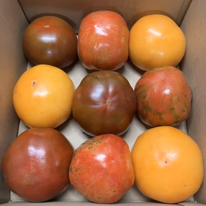 3色トマトセット1.5kg