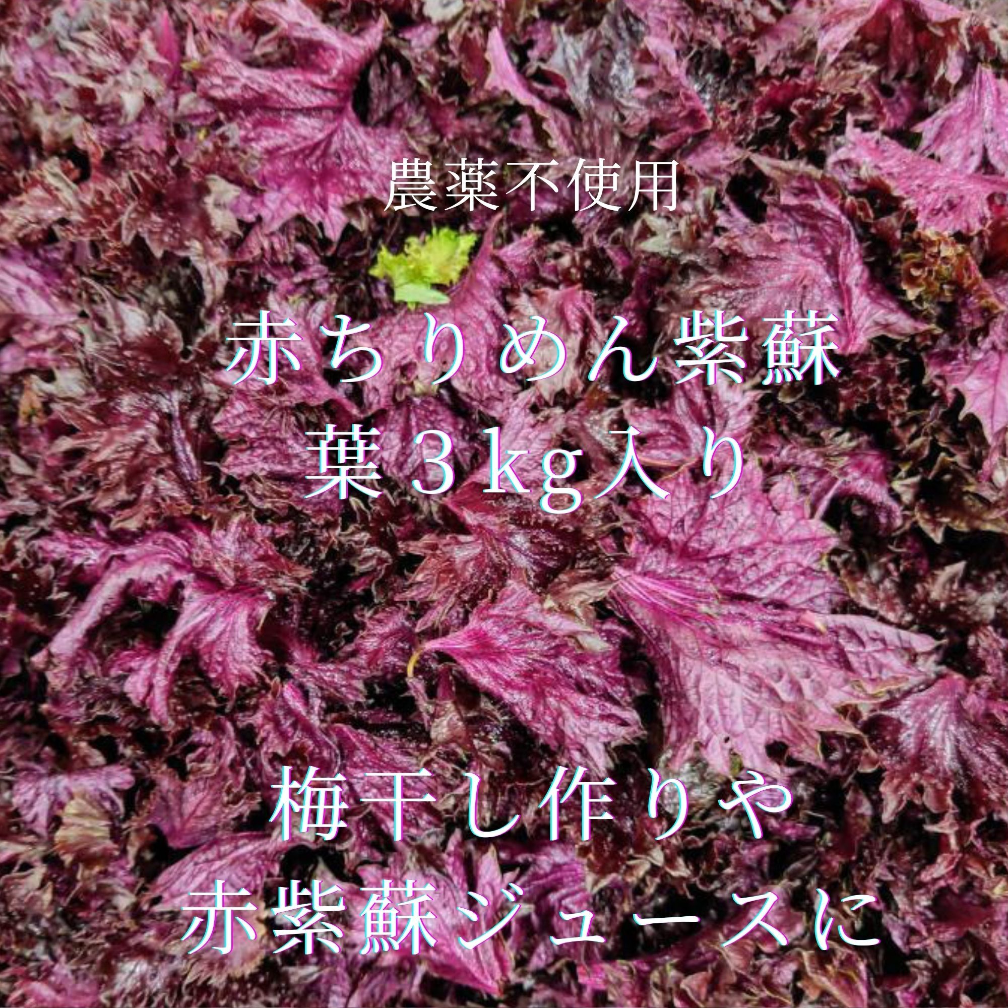 紫蘇（しそ）の通販・お取り寄せ商品｜野菜｜ポケットマルシェ｜産地
