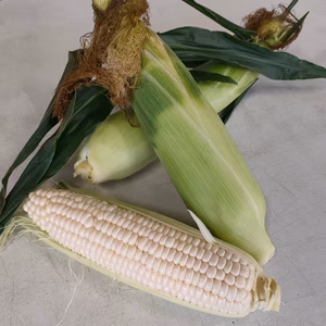 プラチナコーン平均糖度17度のロイシーコーン【ポケマルの夏ギフト】