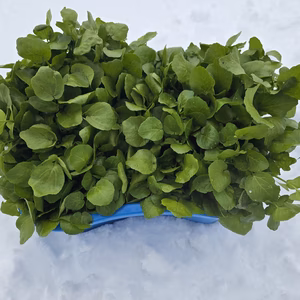 【500g】冬のクレソン