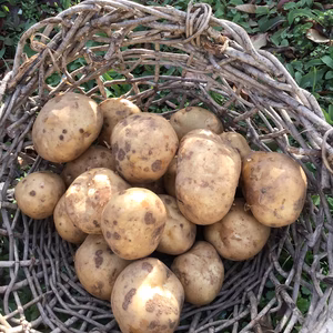 秋ジャガイモ3キロ(デジマ) かさぶたありです