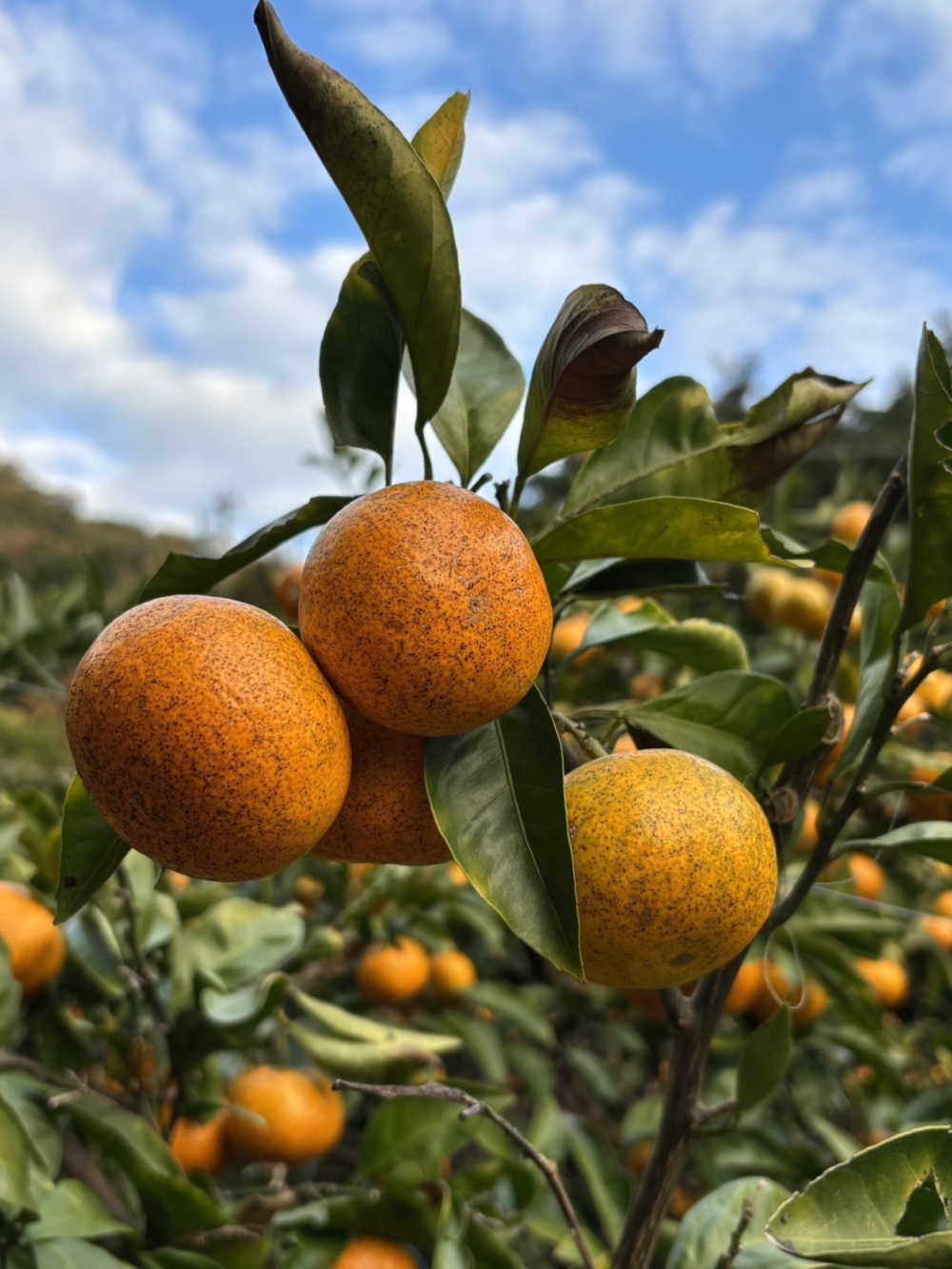 みかん ミニサイズ限定】完熟大長みかん｜みかんの商品詳細｜ポケットマルシェ