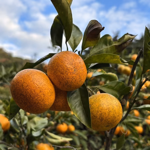 【ミニサイズ限定】完熟大長みかん