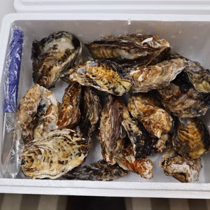 【生食可能】今が旬！生牡蠣　殻付き