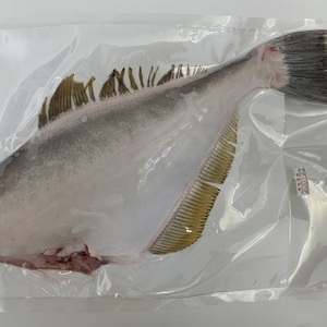 【玄界灘産】【天然】お刺身鮮度の肉厚ウスバハギ 2匹セット