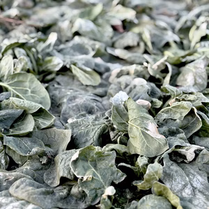 信州産｜氷点下で育てる濃厚甘い露地ほうれん草