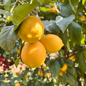 香り抜群！愛媛県産☆瀬戸内レモン【防腐剤・ワックス不使用】