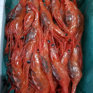 石川県輪島産　甘エビ　(子持ち)　天然物　500g