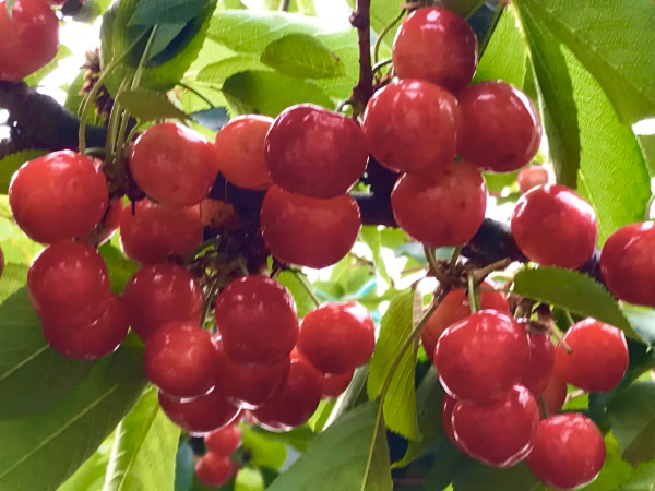 最高級品種　甘くて美味しい『紅秀峰』