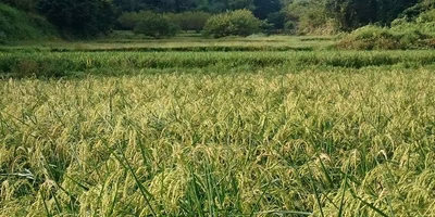 日本酒ブームの中で、特に注意すべきこと