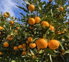 和歌山県産 無農薬 樹上完熟みかん 中生 キズやや大きい目