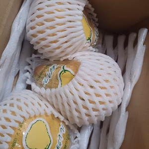 限定１　特大＆大玉ルレクチエ３玉　【自家用】