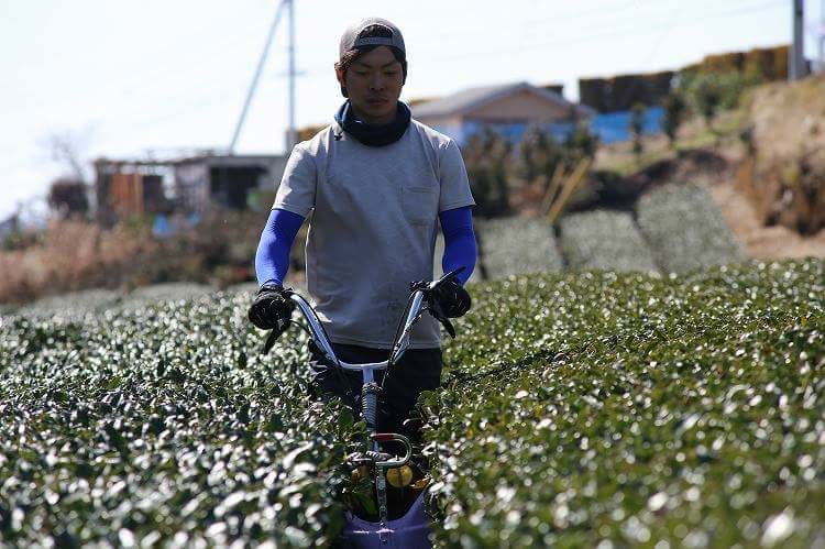 静岡県沼津市｜五十鈴園｜鈴木崇史さんの生産者プロフィール｜ポケット