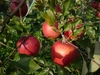 【贈答用】 シナノスイート 秋映 詰合せ 約3kg 信州りんご